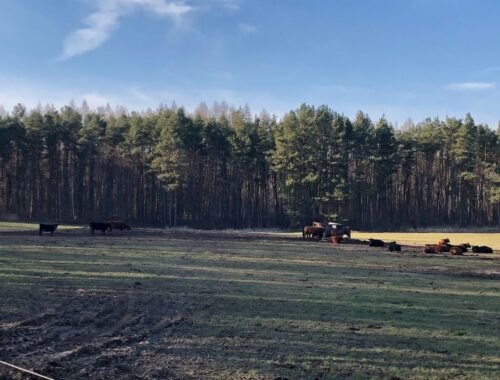 Wald Dübener Heide