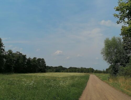 Eine Radtour durch den Wellaune Bruch