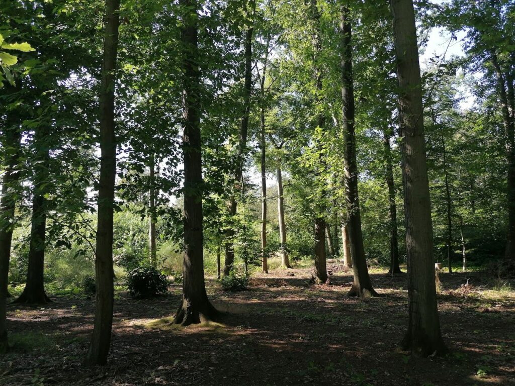 Ruheforst: Wald nähe Dübener Heide