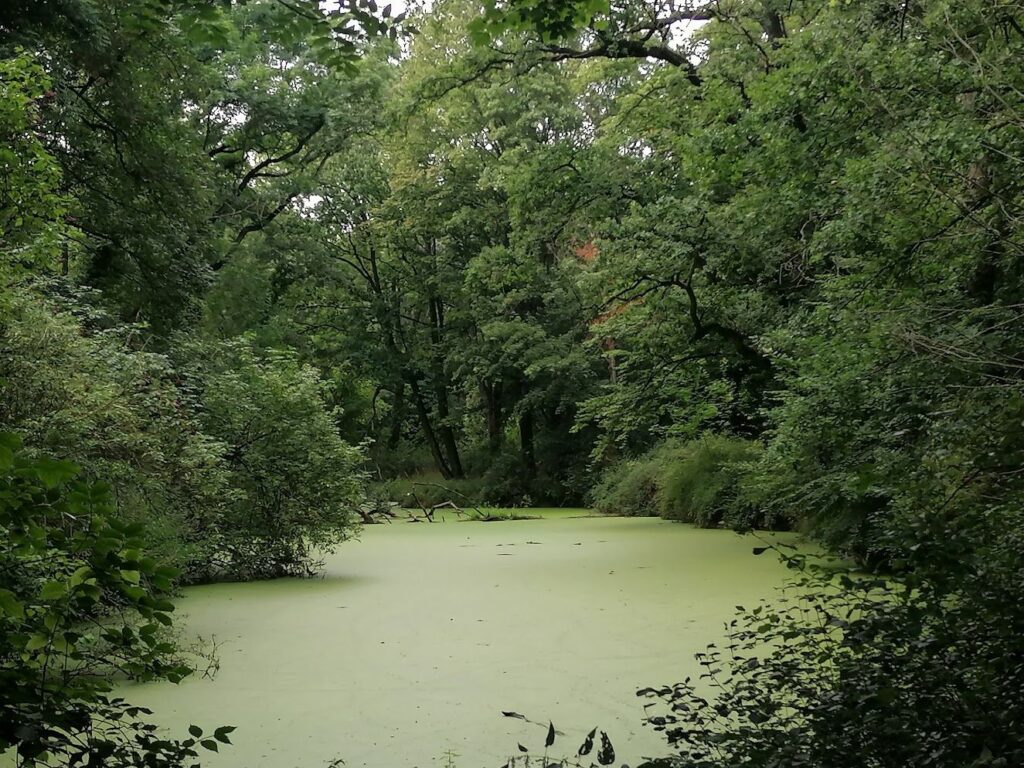 Teich Schlosspark Zschepplin