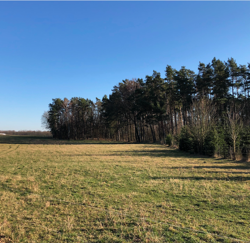 Wald Dübener Heide